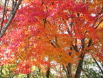 湯の浦森林公園（11月末）